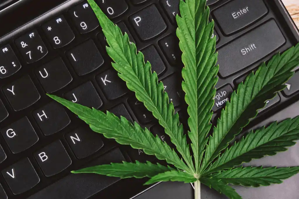 Get Ahead of the Curve - Setting Marijuana Policies in Your Small Business